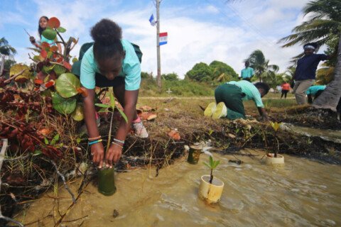 From local planting to national plan, Belize bets on mangrove recovery