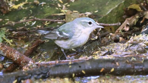 Study identifies US regions that benefit birds, people & climate the most