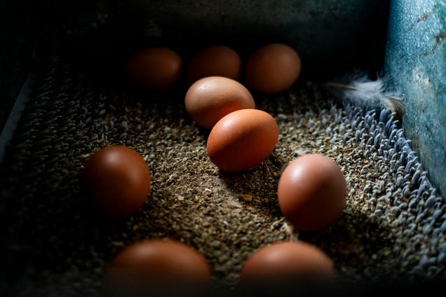 Almost 2 million eggs are recalled as a salmonella outbreak leave dozens sick