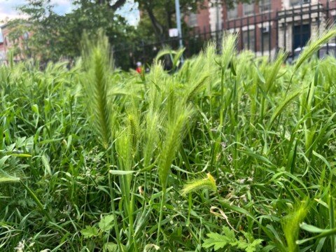Dog owners at hipster NYC park warned about prickly weeds that could hurt pups