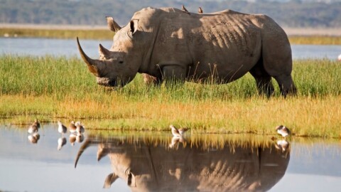 Ancient Tooth Proteins Rewrite the Rhino Family Tree—Are Dinosaurs Next?