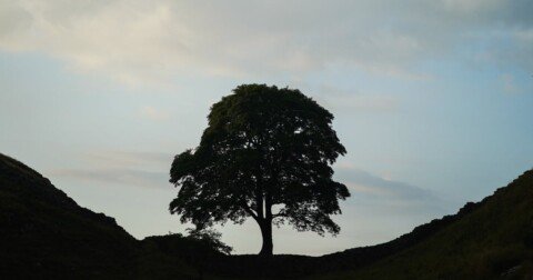 Vandals Who Cut Down Iconic Sycamore Gap Tree Sentenced In England
