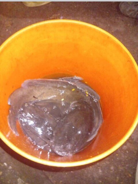 Two men nabbed for allegedly stealing fish and cables in Cross River