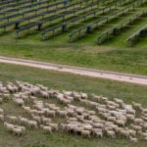 Pension fund APG invests AU$1 billion in Octopus Australia’s renewables platform