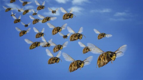 Codeberg beset by AI bots that now bypass Anubis tarpit