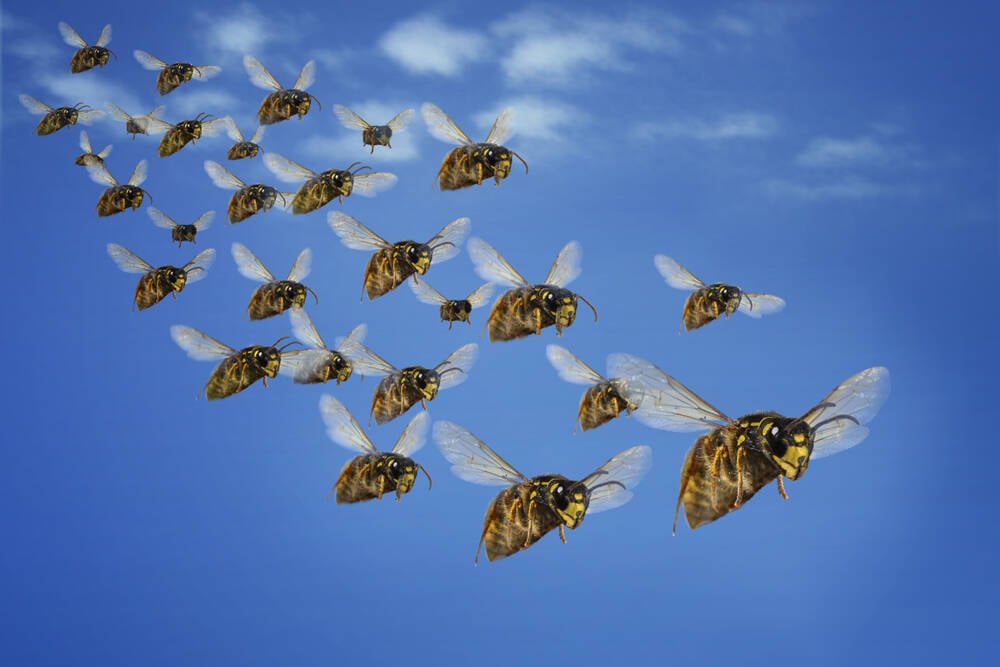 Codeberg beset by AI bots that now bypass Anubis tarpit