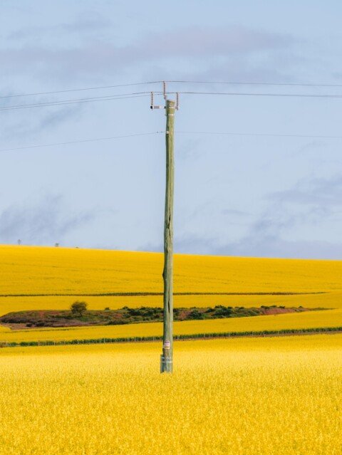 Flowers bloom so bright they can be seen from space
