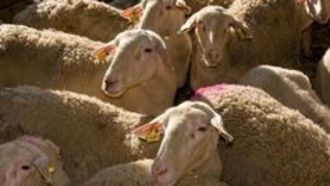 EU country set to ban movement of sheep and goats