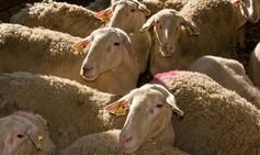 EU country set to ban movement of sheep and goats