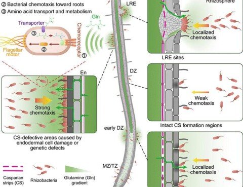 Localized glutamine leakage drives the spatial structure of root microbial colonization | Science