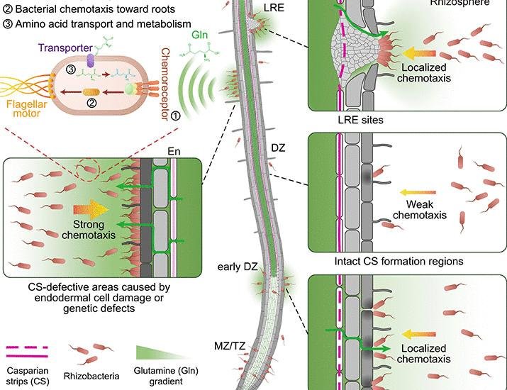 Localized glutamine leakage drives the spatial structure of root microbial colonization | Science