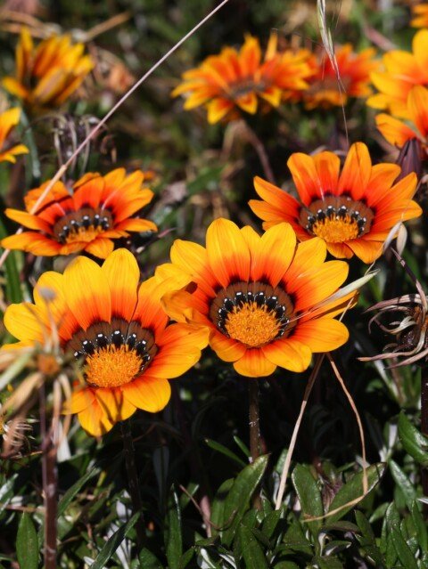 Flower likened to ‘cancer’ for environment still sold at nurseries