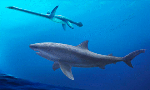 This Huge Ocean Beast Shifts Sharks’ Evolutionary Timeline