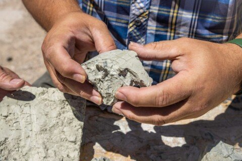 Century Lithium Achieves High Recovery of Rare Earth and Critical Elements From Primary Leach Solutions