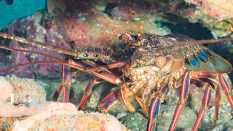 Looking for friends, lobsters may stumble into an ecological trap