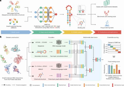 Predicting small molecule–RNA interactions without RNA tertiary structures