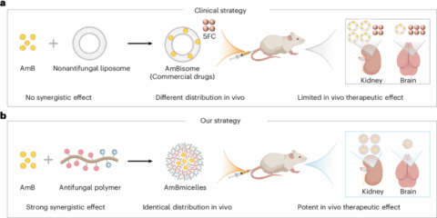 Effective combinatorial antifungal therapy using a host defense peptide mimic that self-assembles into delivery micelles