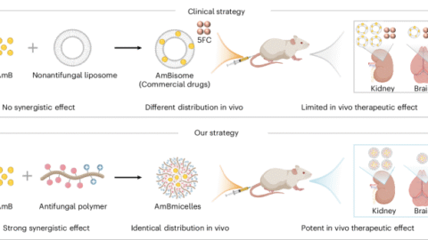 Effective combinatorial antifungal therapy using a host defense peptide mimic that self-assembles into delivery micelles