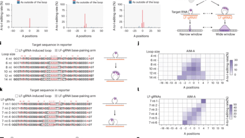 Single-strand deaminase-assisted editing for functional RNA manipulation