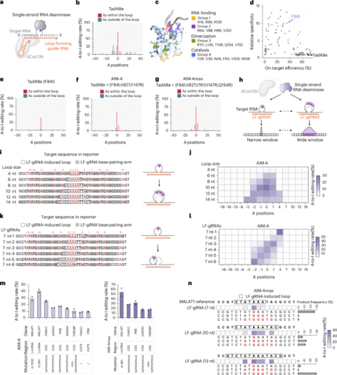 Single-strand deaminase-assisted editing for functional RNA manipulation