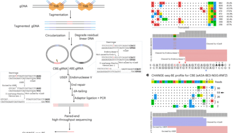 Sensitive and unbiased genome-wide profiling of base-editor-induced off-target activity using CHANGE-seq-BE