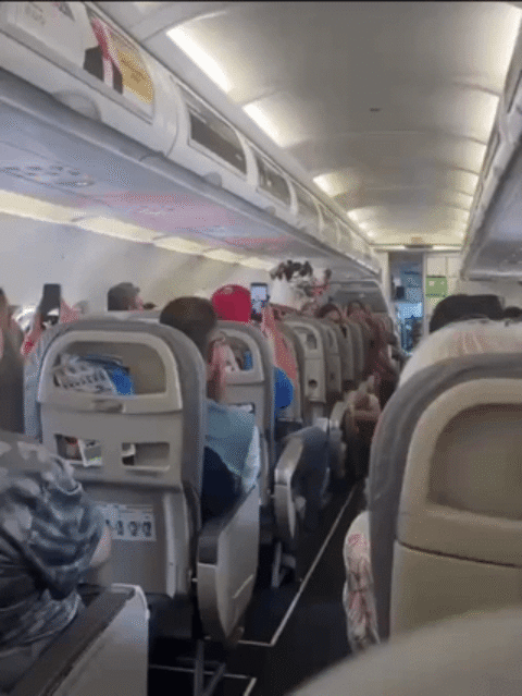 of a dog on airplane