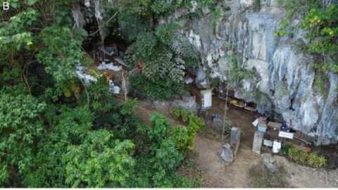 Enigmatic Hominins May Have Overlapped with Homo sapiens on Sulawesi