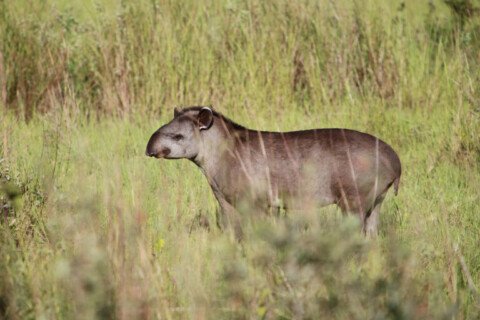 Brazil sets out its strategy for nature