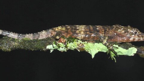 Habitat destruction, illegal trade threaten Sri Lanka’s endangered agamid lizards