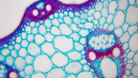 Applying AI To Biology: What’s Missing?