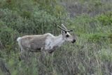 Female Caribou Eat Their Own Antlers Possibly to Survive Childbirth