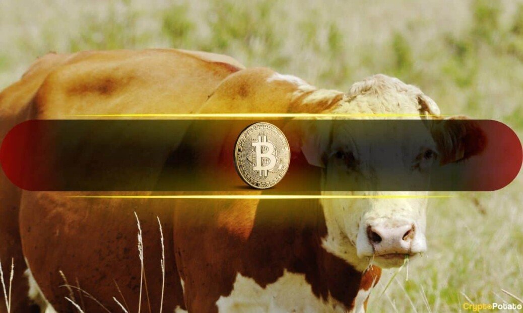 Bullish Sentiment Returns as BTC Nears $70K But Is it a Bull Trap? 