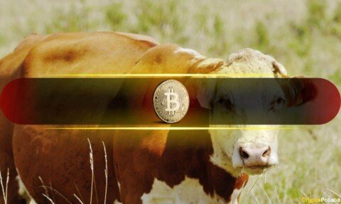 Bullish Sentiment Returns as BTC Nears $70K But Is it a Bull Trap?