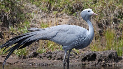 SA’s national bird faces “ecological trap” in Western Cape wheatlands