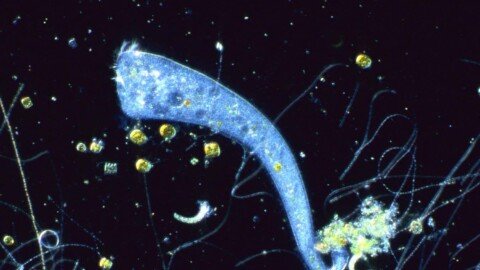 Single-celled organism with no brain is capable of Pavlovian learning