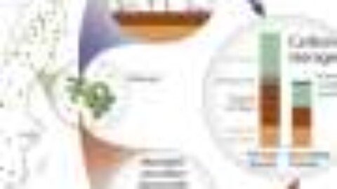 Sweden’s ‘old‑growth’ natural forests store 83% more carbon than managed woodlands—new study