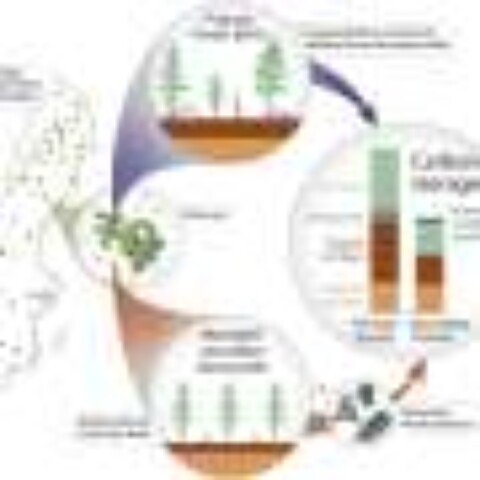 Sweden’s ‘old‑growth’ natural forests store 83% more carbon than managed woodlands—new study