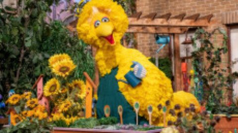 How much do you know about Big Bird?