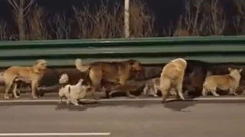 Stolen dogs escape Chinese meat factory…