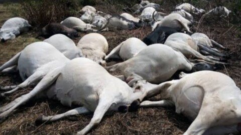 Herdsman forgives Ibadan man for poisoning cow, withdraws animal cruelty charge