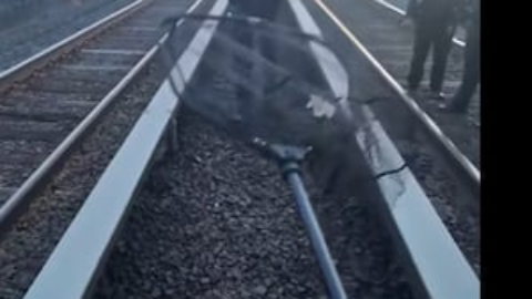 Garfield the cat rescued after train accident as shelter seeks donations