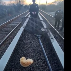 Garfield the cat rescued after train accident as shelter seeks donations