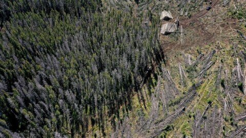 The Trump administration wants to take an ax to the East’s last great forests