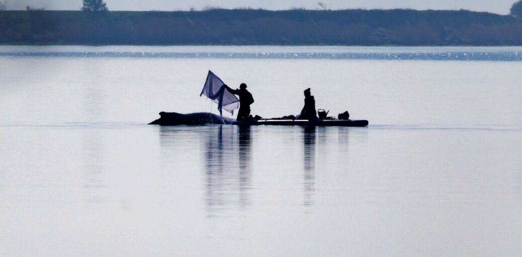 Whale strandings draw emotional responses. But repeated rescues can cause more harm