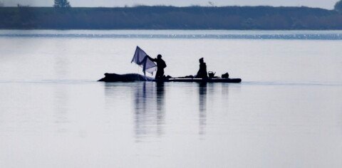 Whale strandings draw emotional responses. But repeated rescues can cause more harm