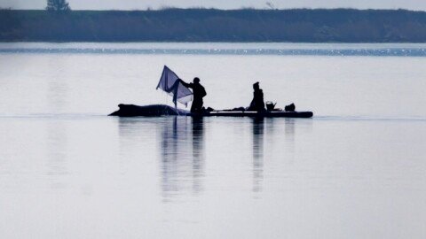 Whale strandings draw emotional responses. But repeated rescues can cause more harm