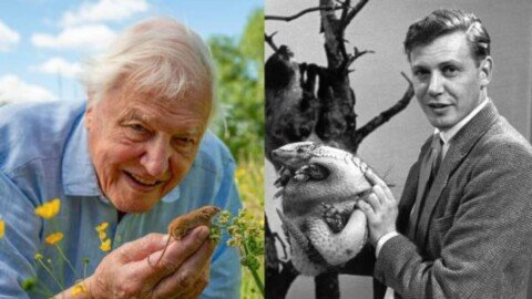 Attenborough at 100: Derek Mooney, Dorothy Cross, and other Irish people share their thoughts 