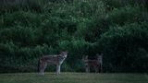 Red Wolves Went Extinct in 1980, but Their Ghost May Live on in the Coyotes of This Texas Island