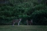 Red Wolves Went Extinct in 1980, but Their Ghost May Live on in the Coyotes of This Texas Island
