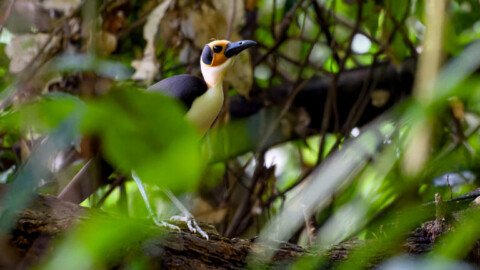 In search of the ‘rare and beautiful’ in an Ivorian rainforest